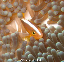 Taken on the house reef at Kapalai, Borneo Malaysia.  Can... by Vince Mitchell 